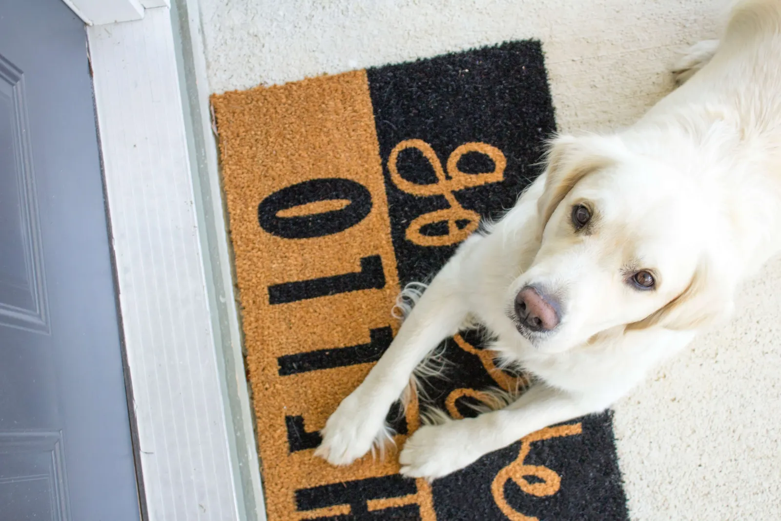 Teardown: 5 Best Welcome Email Examples from eCommerce